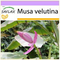 SAFLAX - Pink Velvet Banana - 8 sėklos - Musa velutina