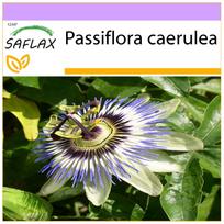 SAFLAX – Pasifloros gėlė – 25 sėklos – Passiflora caerulea