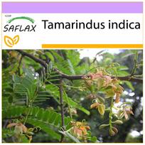 SAFLAX - Tamarind - 4 sėklos - Tamarindus indica