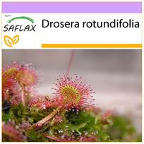 SAFLAX – Apvalialapis saulėgrąžas – 50 sėklų – Drosera rotundifolia