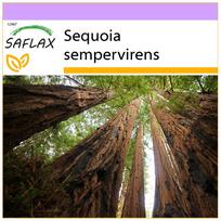 SAFLAX – Pajūrio sekvojus – 50 sėklų – Sequoia sempervirens