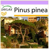 SAFLAX - Akmeninė pušis - 6 sėklos - Pinus pinea