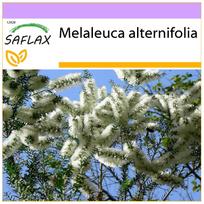 SAFLAX – Australijos arbatmedis – 400 sėklų – Melaleuca alternifolia