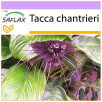 SAFLAX - Juodosios šikšnosparnio gėlė - 10 sėklų - Tacca chantrieri
