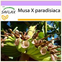 SAFLAX – Paprastasis bananas – 10 sėklų – Musa X paradisiaca