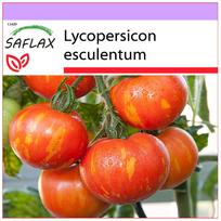 SAFLAX – Pomidoras – Tigerella – 10 sėklų – Lycopersicon esculentum