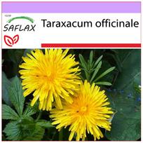 SAFLAX – Kiaulpienė – 200 sėklų – Taraxacum officinale