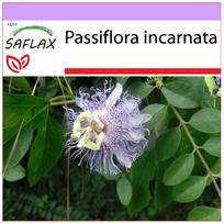 SAFLAX – laukinė pasifloros gėlė – 5 sėklos – Passiflora incarnata