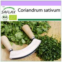SAFLAX – Ekologiškas – Kalendra – 150 sėklų – Coriandrum sativum