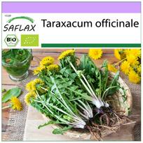 SAFLAX – Ekologiška – Kiaulpienė – 400 sėklų – Taraxacum officinale