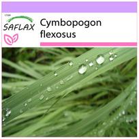 SAFLAX - Citrinžolė - 50 sėklų - Cymbopogon flexosus