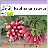 SAFLAX – Ekologiški – Ridikėliai – Prancūziški pusryčiai – 150 sėklų – Raphanus sativus
