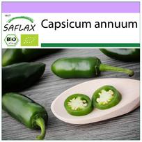 SAFLAX – Ekologiškas – Aitriosios čili pipirai – Ankstyvasis Jalapeno – 20 sėklų – Capsicum annuum