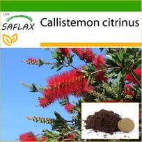 SAFLAX Raudonas buteliuko šepetys – 400 sėklų – Su vazoniniu substratu geresniam auginimui – Callistemon citrinus