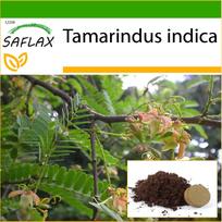 SAFLAX - Tamarind - 4 sėklos - Su vazoniniu substratu geresniam auginimui - Tamarindus indica