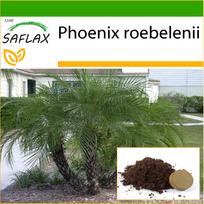 SAFLAX - Pigmy Datulių palmė - 25 sėklos - Su vazoniniu substratu geresniam auginimui - Phoenix roebelenii