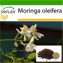 SAFLAX - Krienai - 10 sėklų - Su vazoniniu substratu geresniam auginimui - Moringa oleifera