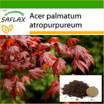 SAFLAX – Raudonasis japoninis klevas – 20 sėklų – Su vazoniniu substratu geresniam auginimui – Acer palmatum