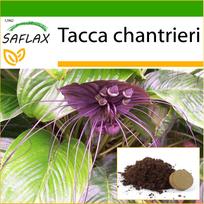 SAFLAX – Juodojo šikšnosparnio gėlė – 10 sėklų – Su vazoniniu substratu geresniam auginimui – Tacca chantrieri