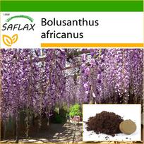 SAFLAX – Afrikos visterijos medis – 15 sėklų – Su vazoniniu substratu geresniam auginimui – Bolusanthus africanus