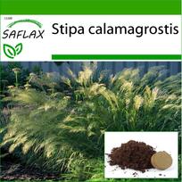 SAFLAX - Plunksnų žolė / Fazano uodegos žolė - 50 sėklų - Su vazoniniu substratu geresniam auginimui - Stipa calamagrostis