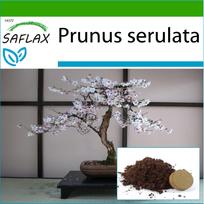 SAFLAX - Bonsai - Laukinės juodosios vyšnios - 30 sėklų - Su vazoniniu substratu geresniam auginimui - Prunus serulata
