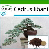 SAFLAX – Bonsai – Libano kedras – 20 sėklų – Su vazoniniu substratu geresniam auginimui – Cedrus libani