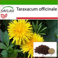 SAFLAX – Kiaulpienė – 200 sėklų – Su vazoniniu substratu geresniam auginimui – Taraxacum officinale