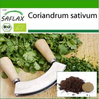 SAFLAX – Ekologiška – Kalendra – 150 sėklų – Su vazonų substratu geresniam auginimui – Coriandrum sativum