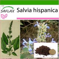 SAFLAX – Meksikos chia – 500 sėklų – Su vazoniniu substratu geresniam auginimui – Salvia ispanica