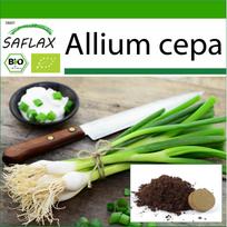 SAFLAX – Ekologiškas – Salotinis svogūnas – Baltasis Lisabona – 150 sėklų – Su vazoniniu substratu geresniam auginimui – Allium cepa