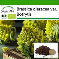 SAFLAX Ekologiški – Žiediniai kopūstai – Romanesco – 50 sėklų – Su vazoniniu substratu geresniam auginimui – Brassica oleracea