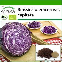 SAFLAX – Ekologiškas – Raudonasis kopūstas – Raudonasis būgnelis – 250 sėklų – Su vazoniniu substratu geresniam auginimui – Brassica oleracea