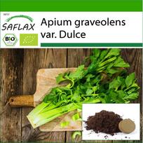 SAFLAX – Ekologiški – Pascal salierai – 500 sėklų – Su vazoniniu substratu geresniam auginimui – Apium graveolens