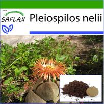 SAFLAX - Gyvasis granitas - 40 sėklų - Su vazoniniu substratu geresniam auginimui - Pleiospilos nelii
