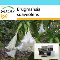 SAFLAX - Dovanų rinkinys - Angel's Trumpet White - 10 sėklų - Su dovanų dėžute, kortele, etikete ir vazono substratu - Brugmansia suaveolens