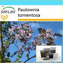 SAFLAX – Dovanų rinkinys – Princesės medis – 200 sėklų – Su dovanų dėžute, kortele, etikete ir vazono substratu – Paulownia tomentosa