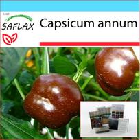 SAFLAX - Dovanų rinkinys - Pipirai - Saldus šokoladas x - 10 sėklų - Su dovanų dėžute, kortele, etikete ir vazono substratu - Capsicum annum