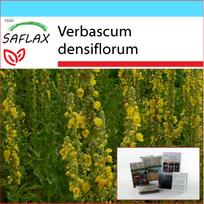 SAFLAX – Dovanų rinkinys – Didelių gėlių mišrūnė – 500 sėklų – Su dovanų dėžute, kortele, etikete ir vazono substratu – Verbascum densiflorum