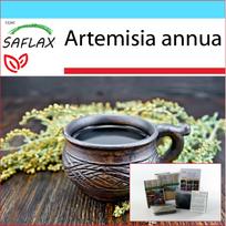 SAFLAX – Dovanų rinkinys – Saldusis pelynas Qing Hao – 250 sėklų – Su dovanų dėžute, kortele, etikete ir vazono substratu – Artemisia annua