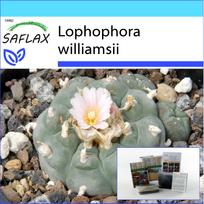 SAFLAX – Dovanų rinkinys – Peyote – 20 sėklų – Su dovanų dėžute, kortele, etikete ir vazono substratu – Lophophora williamsii