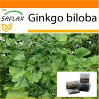 SAFLAX - Sodas maiše - Mergelės plaukų medis - 4 sėklos - Su substratu tinkamame stovimame maišelyje - Ginkgo biloba