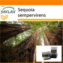 SAFLAX - Sodas maiše - Pakrantės sekvojus - 50 sėklų - Su substratu tinkančiame stovimame maišelyje - Sequoia sempervirens