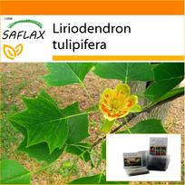 SAFLAX - Sodas maiše - Tulpės medis - 20 sėklų - Su substratu tinkamame stovimame maišelyje - Liriodendron tulipifera