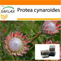 SAFLAX - Sodas maiše - Giant King Protea - 5 sėklos - Su substratu tinkamame stovimame maišelyje - Protea cynaroides