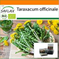 SAFLAX Sodas maiše – Ekologiškas – Kiaulpienė – 400 sėklų – Su substratu tinkamame stovimame maišelyje – Taraxacum officinale