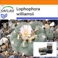 SAFLAX - Sodas maiše - Peyote - 20 sėklų - Su substratu tinkamame stovimame maišelyje - Lophophora williamsii