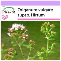 SAFLAX – Graikiškas raudonėlis – 600 sėklų – Origanum vulgare