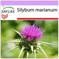 SAFLAX - Pieno erškėtis - 75 sėklos - Silybum marianum