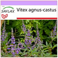SAFLAX – Vienuolių pipirai – 30 sėklų – Vitex agnus-castus
